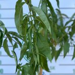Broskyňa obyčajná (Prunus persica) ´REDHAVEN´ výška 150-170 cm, obvod kmeňa 4/6 cm, kont. C10L